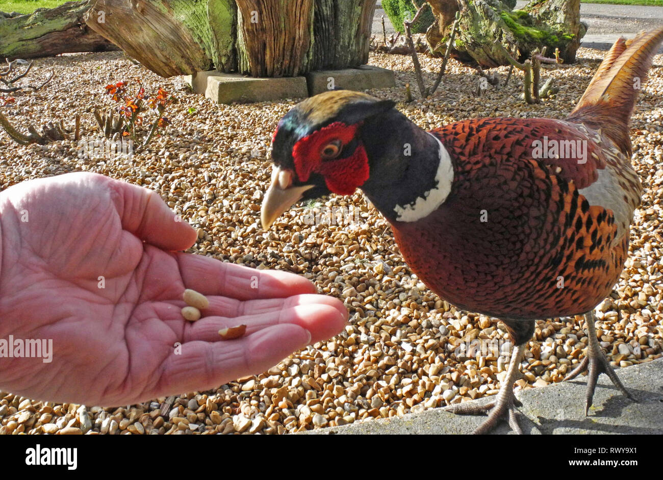 Each year when the pheasant shooting season has ended wildlife photographer David Cole sees a friendly new arrival on his bird feeding table at his home near Petworth in West Sussex. It is 'Percy' or perhaps 'Son of Percy' a wild pheasant who takes food from the hand with a particular fondness for peanuts. Stock Photo