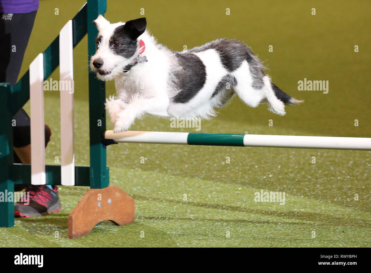 agility at crufts 2019