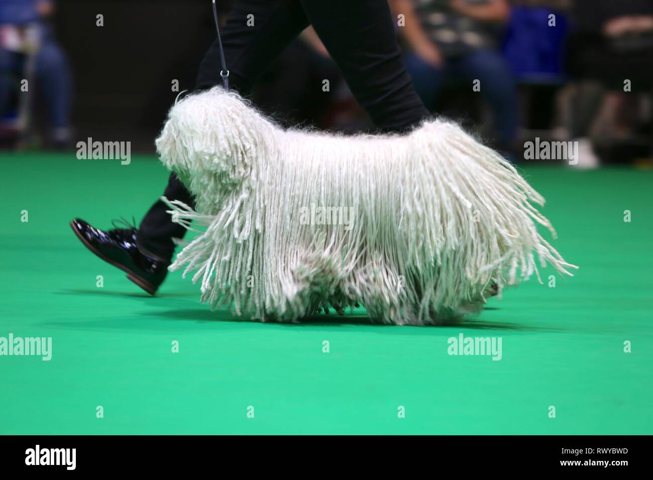 Birmingham, UK. 8th Mar, 2019. Lily the Hungarian Puli takes part in judging on the second day of Crufts 2019 Credit: ️Jon Freeman/Alamy Live News Stock Photo