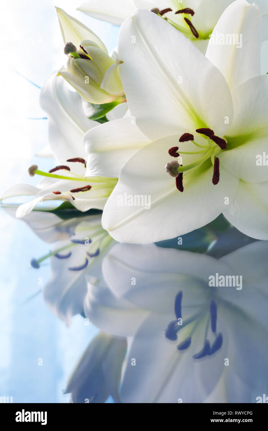 Spring flower background with lily flower reflecting on the glass