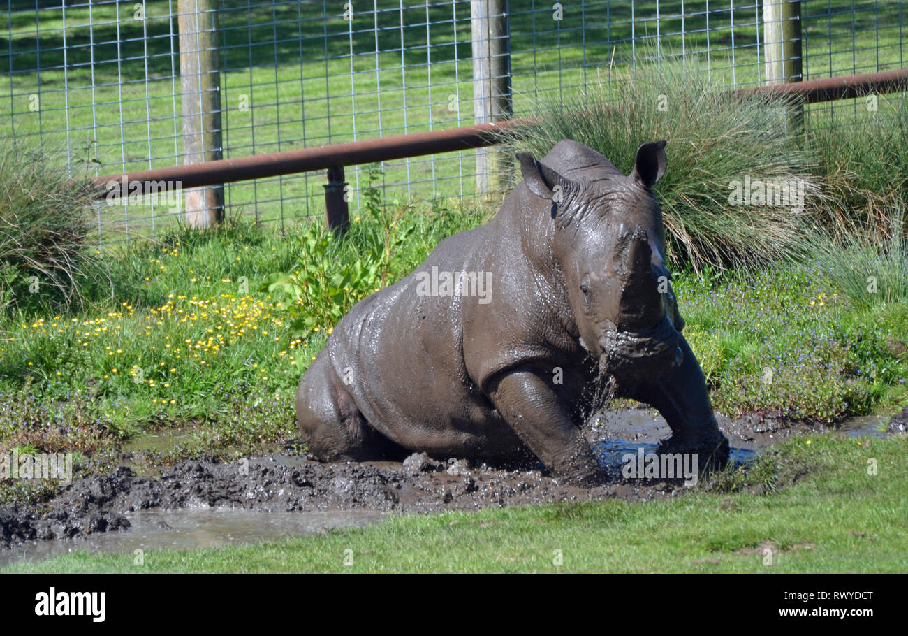 White Rhino wallowing in the mud at Africa Alive Wild Animal Park ...