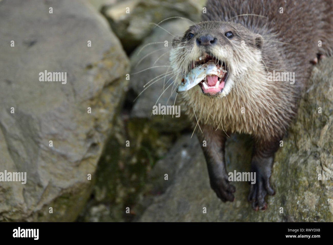 Asian Small-clawed Otters feeding at Africa Alive, Wild Animal Park ...