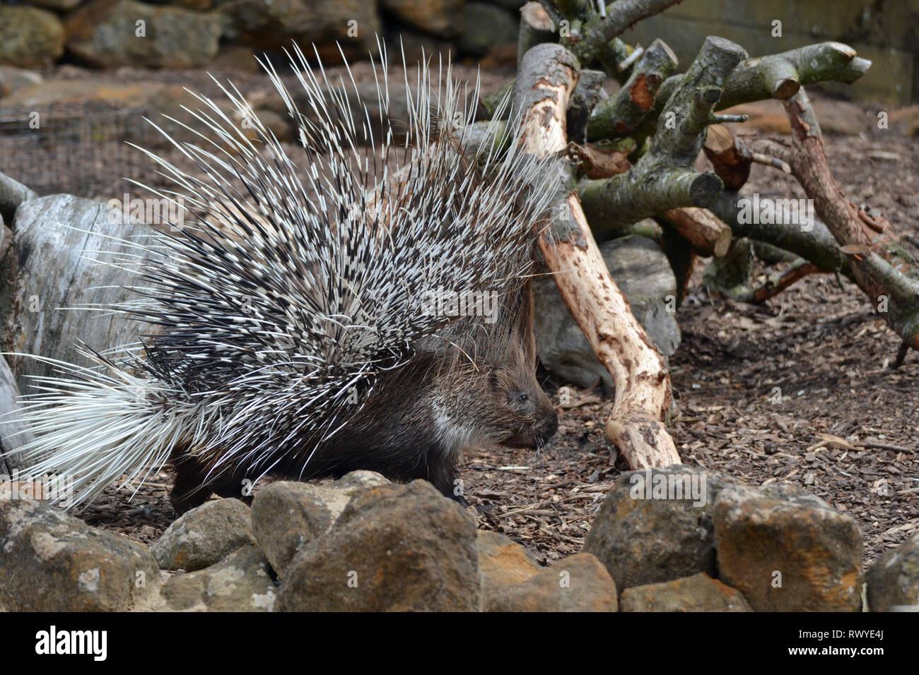 Porcupine Size Diet amp Facts Britannica