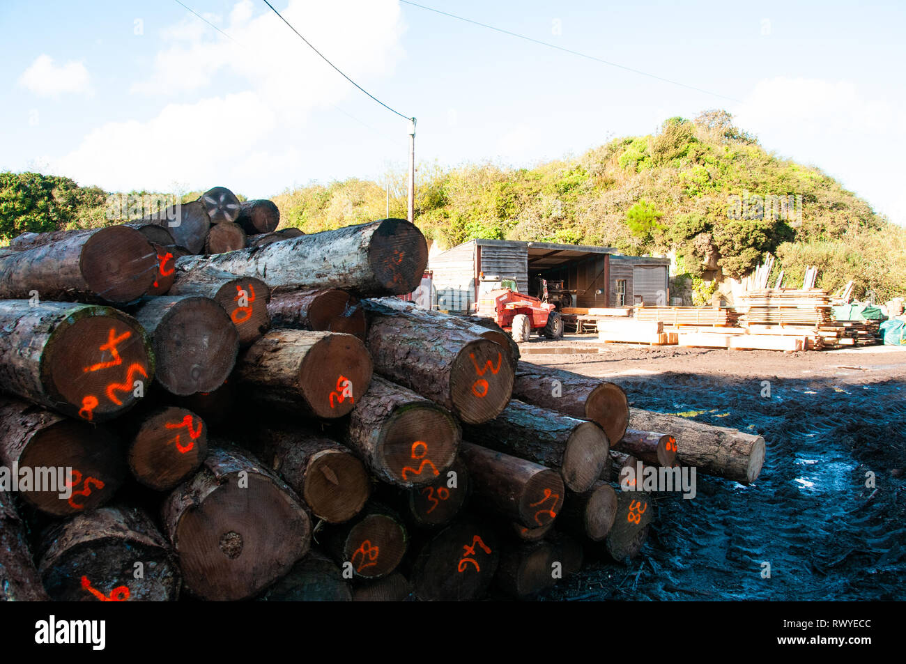 View of Cornish Sawmill with timber lengths Stock Photo - Alamy