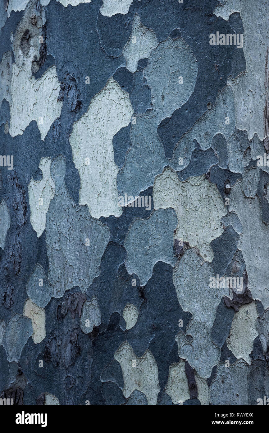 Close up of bark on tree Stock Photo