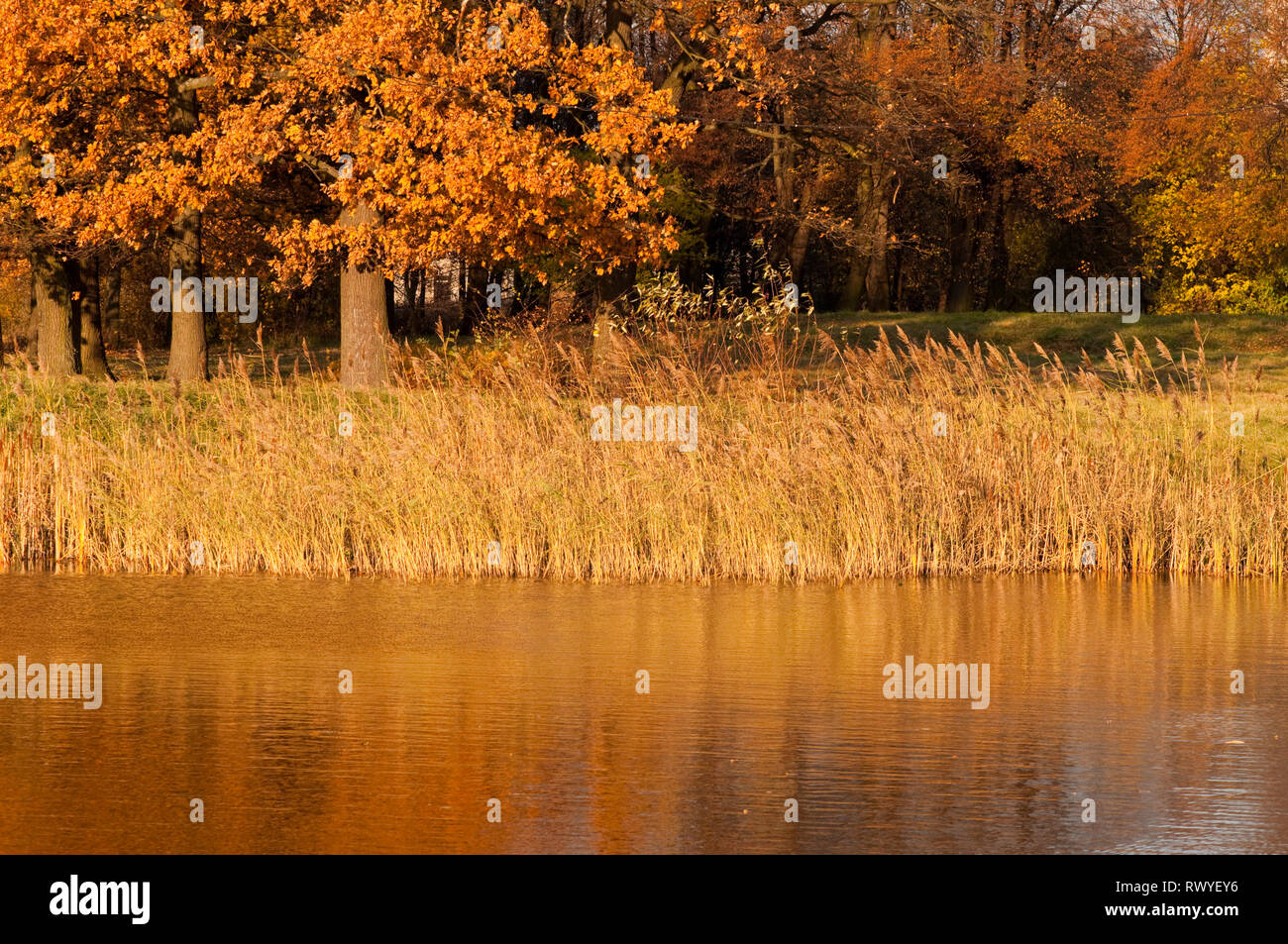 High resolution image. Autumn forest on the bank of lake Stock Photo ...