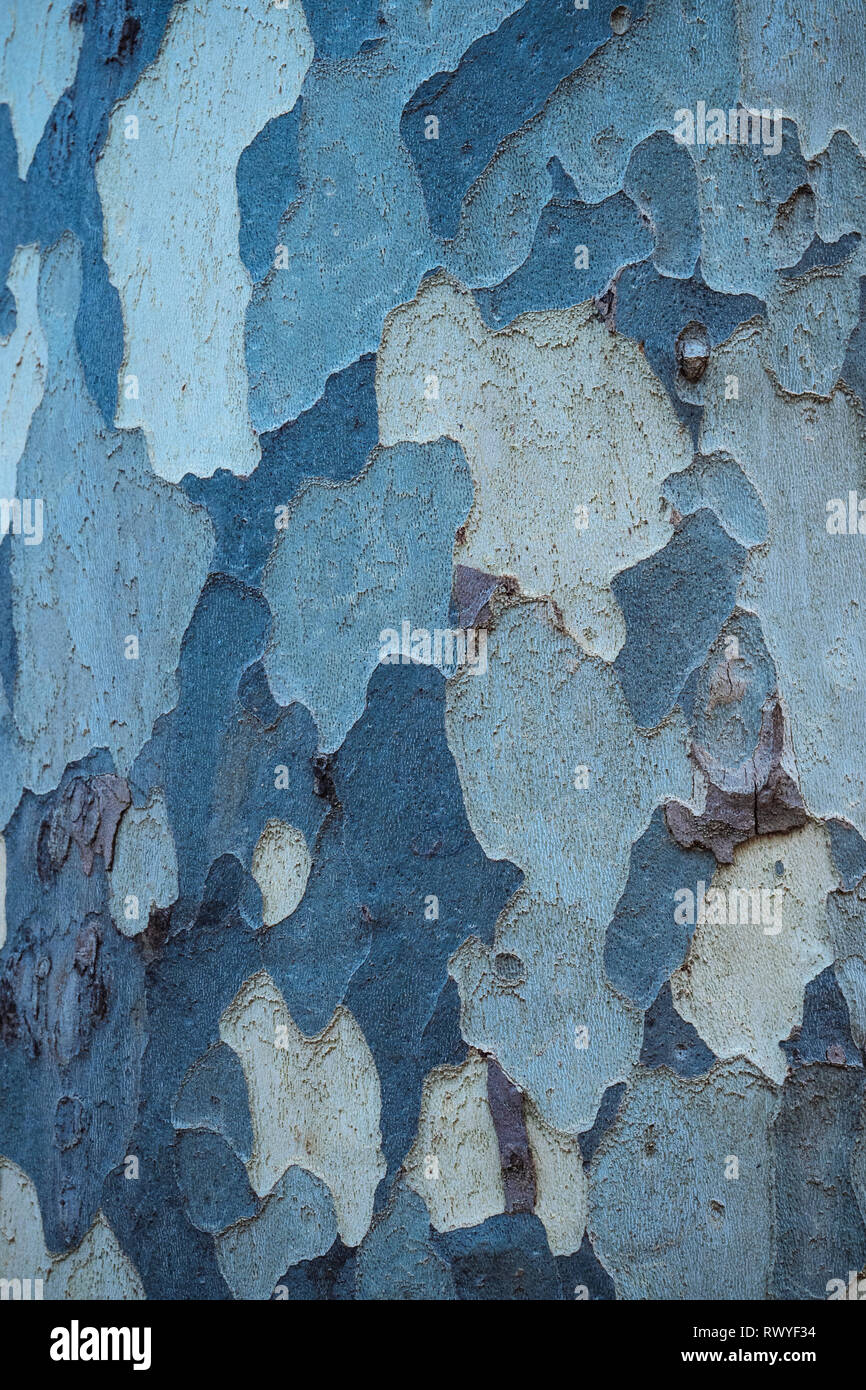 Close up of detail on bark of tree Stock Photo