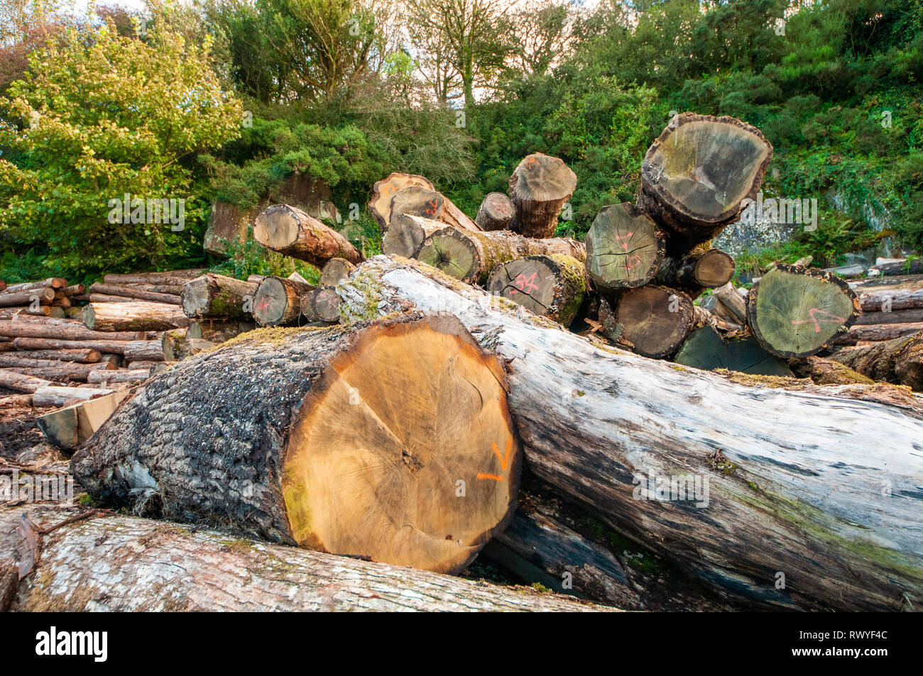 Sawmills cornwall hi-res stock photography and images - Alamy