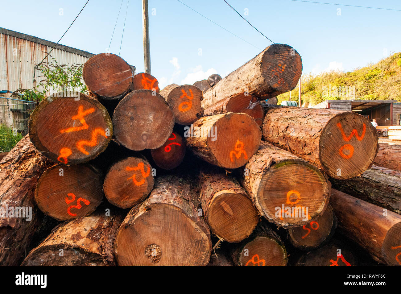 Logs stacked at Sawmill Stock Photo