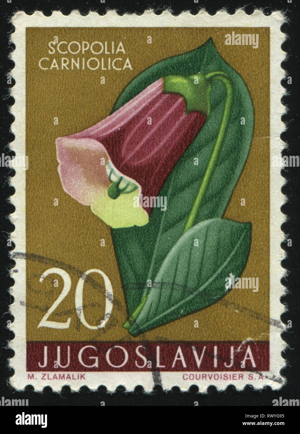 RUSSIA KALININGRAD, 12 NOVEMBER 2016: stamp printed by Yugoslavia, shows Scopolia, circa 1959 Stock Photo