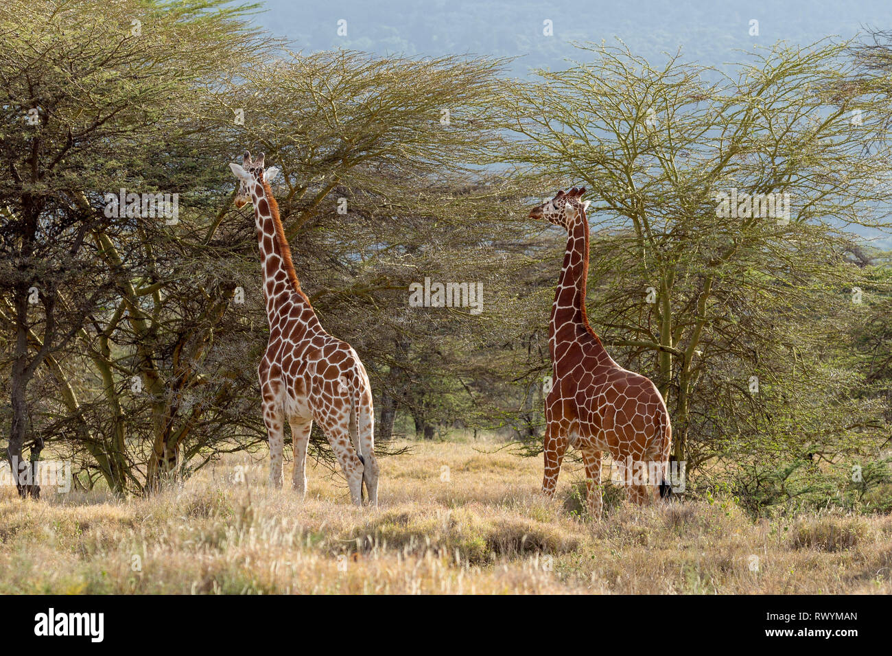 Two adult Reticulated giraffe browsing in the canopy, landscape format, Lewa Wilderness, Lewa Conservancy, Kenya, Africa Stock Photo