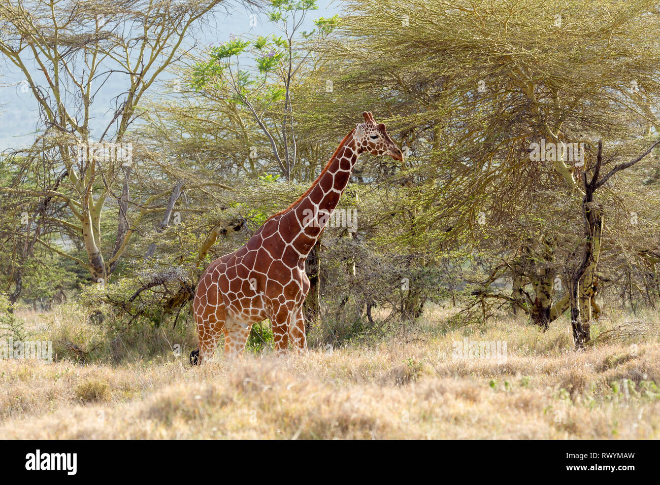 A single adult Reticulated giraffe browsing in the canopy, landscape format, Lewa Wilderness, Lewa Conservancy, Kenya, Africa Stock Photo