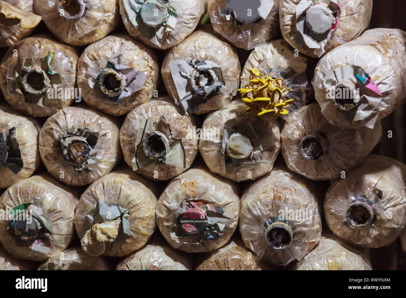 Cultivation and harvesting mushrooms in mushroom food farming. Growing