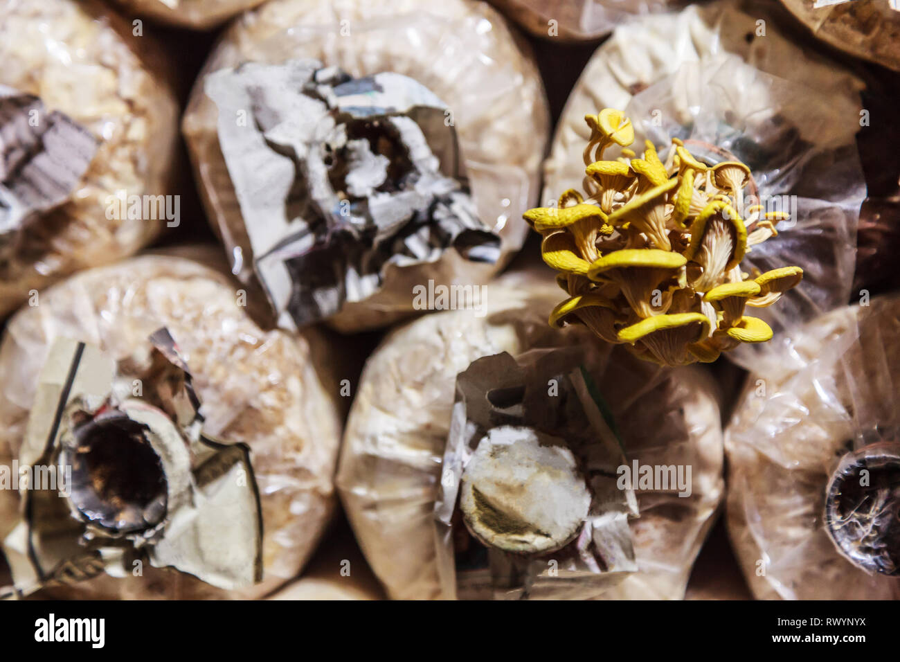 Cultivation and harvesting mushrooms in mushroom food farming. Growing