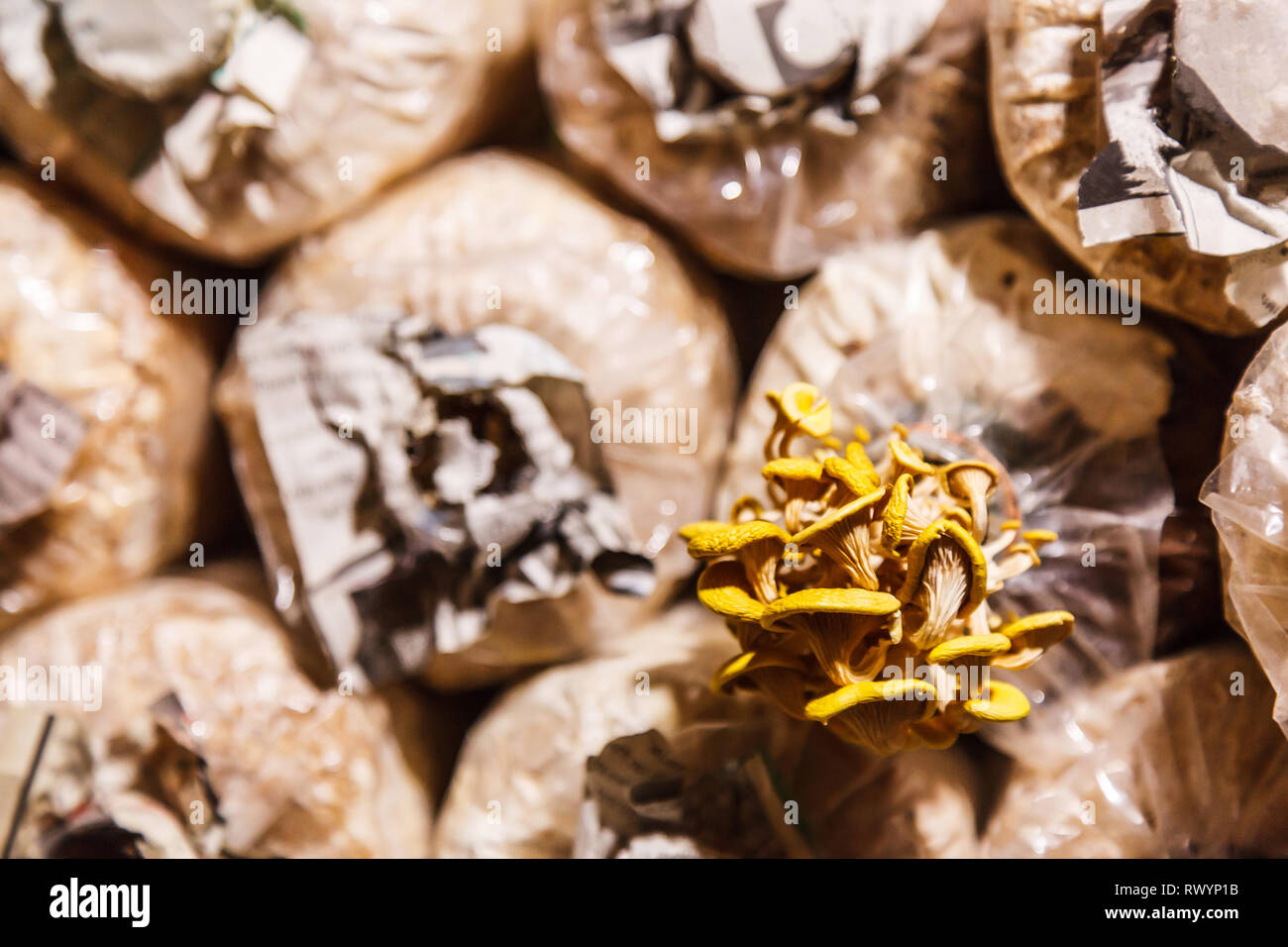 Cultivation and harvesting mushrooms in mushroom food farming. Growing