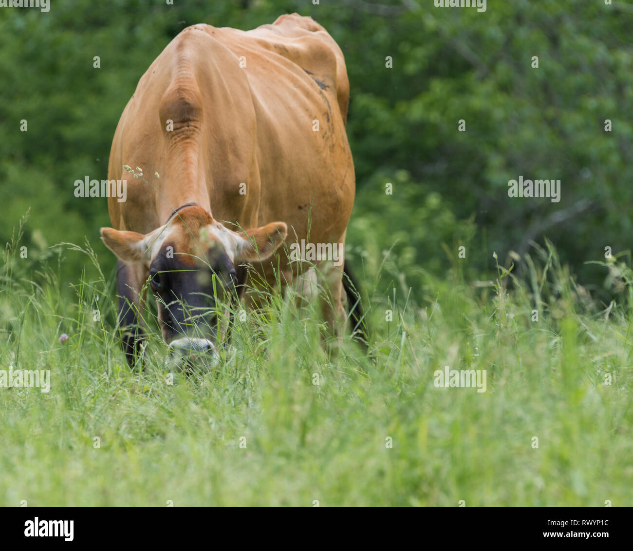 New forest eye cattle hi-res stock photography and images - Alamy