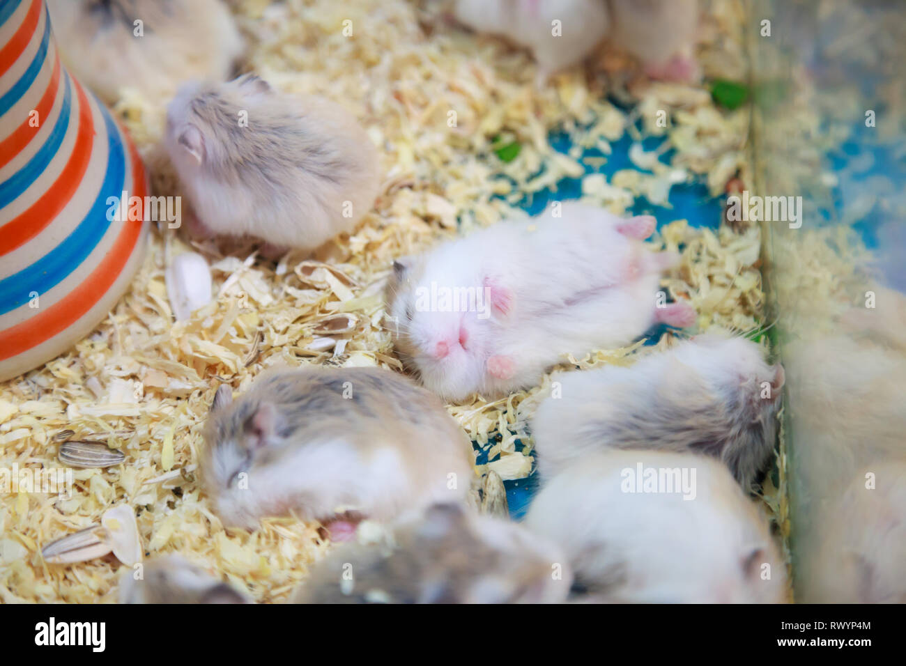 Cute innocent baby gray and white Roborovski Hamsters sleeping tight on sawdust material bedding. House Pet care, love, rodent animal farming, human f Stock Photo