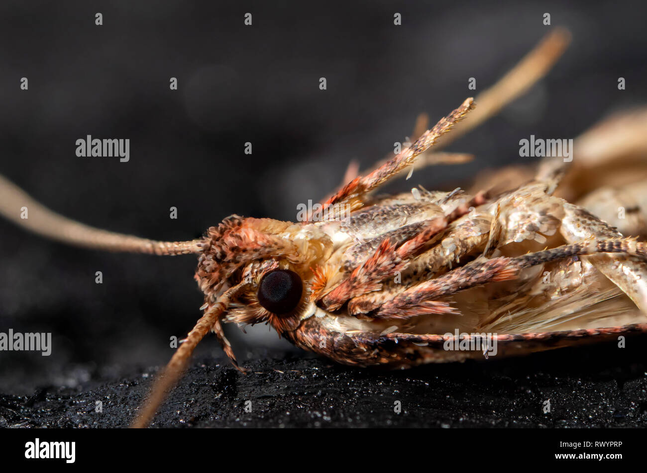moth Lepidoptera macro Stock Photo