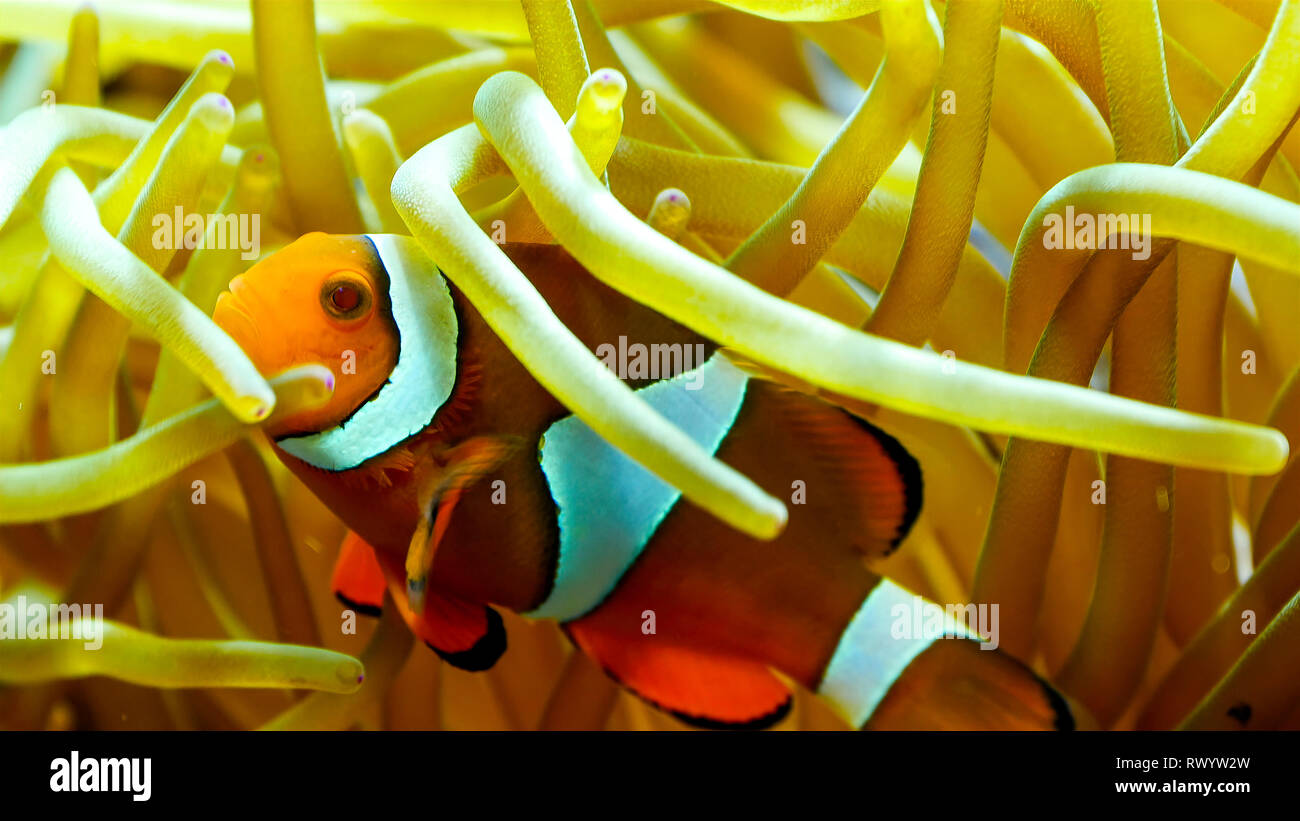 A beautiful clownfish swimming underneath the corals. Clownfish or Anemonefish are fishes from the subfamily Amphiprioninae in the family Pomacentrida Stock Photo