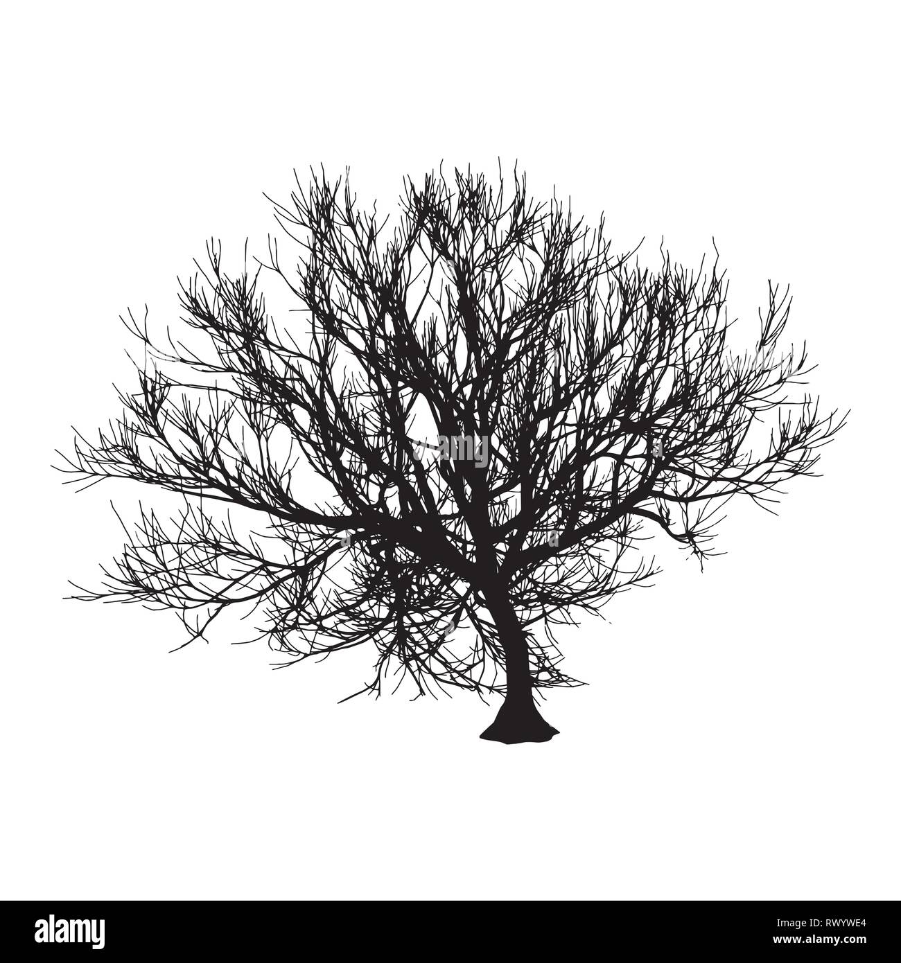 Black dry tree winter or autumn silhouette on white background. Vector ...