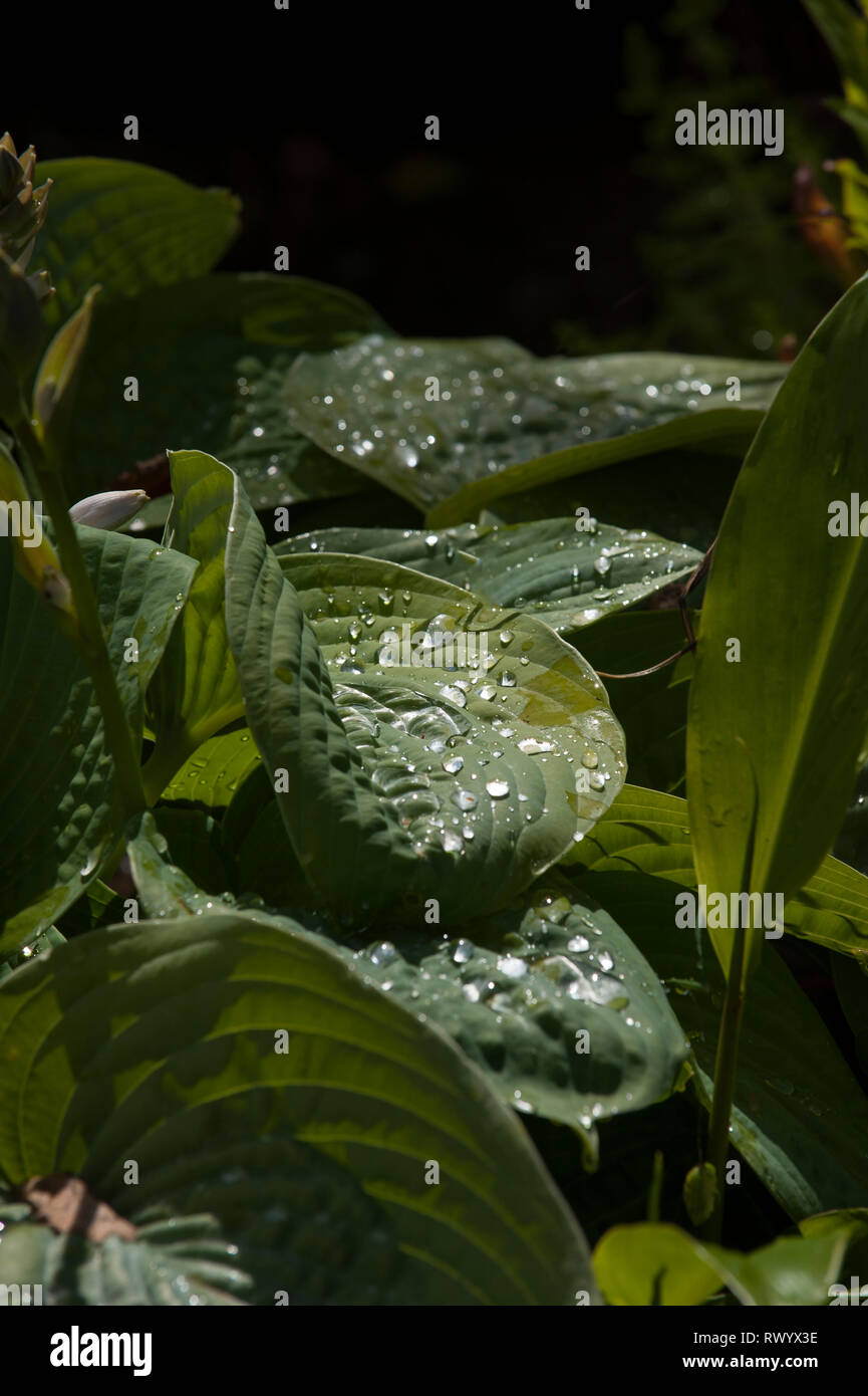 Raiin drops on a hosta plant in the summer sunshine Stock Photo