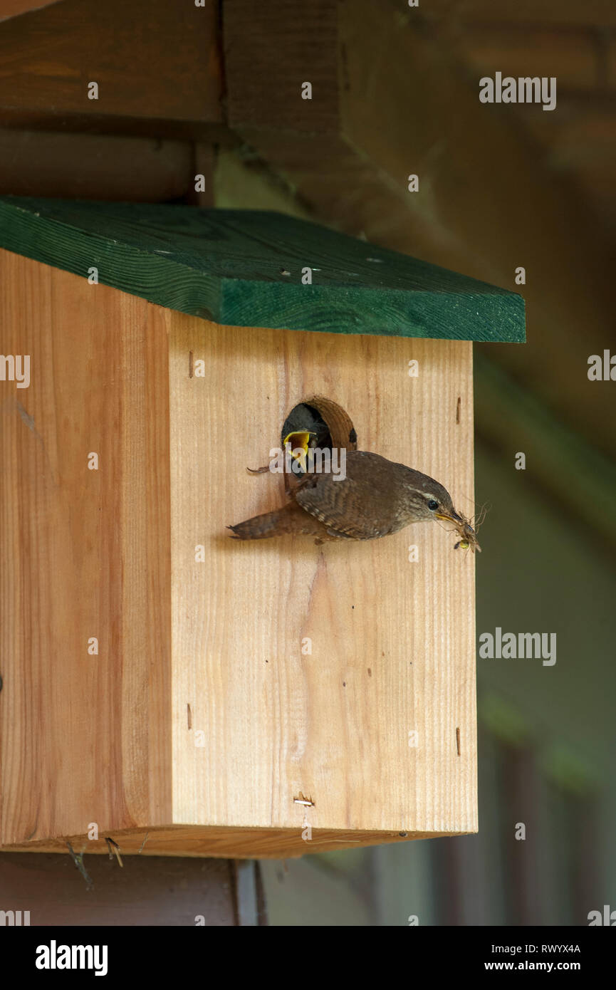 A wren (Troglodytes troglodytes) bringing food, A Young earwig ( Forficula auricularia) to the entrance of its nest box Stock Photo