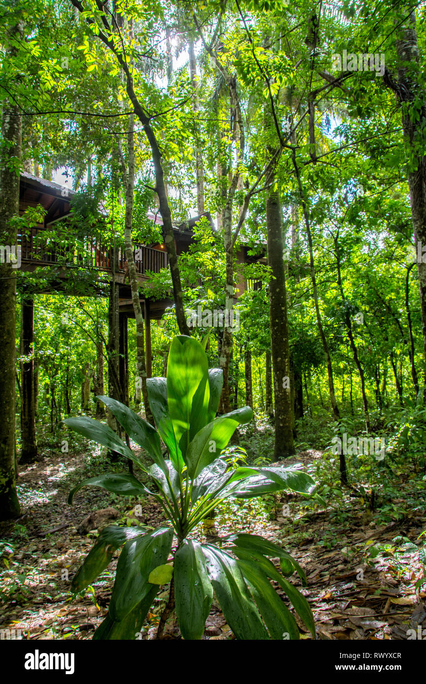 Hotel Rancho Plato. Rancho Plato is an eco-adventure tourism project. Its location and design allows you to enjoy the tranquility that nature provides Stock Photo