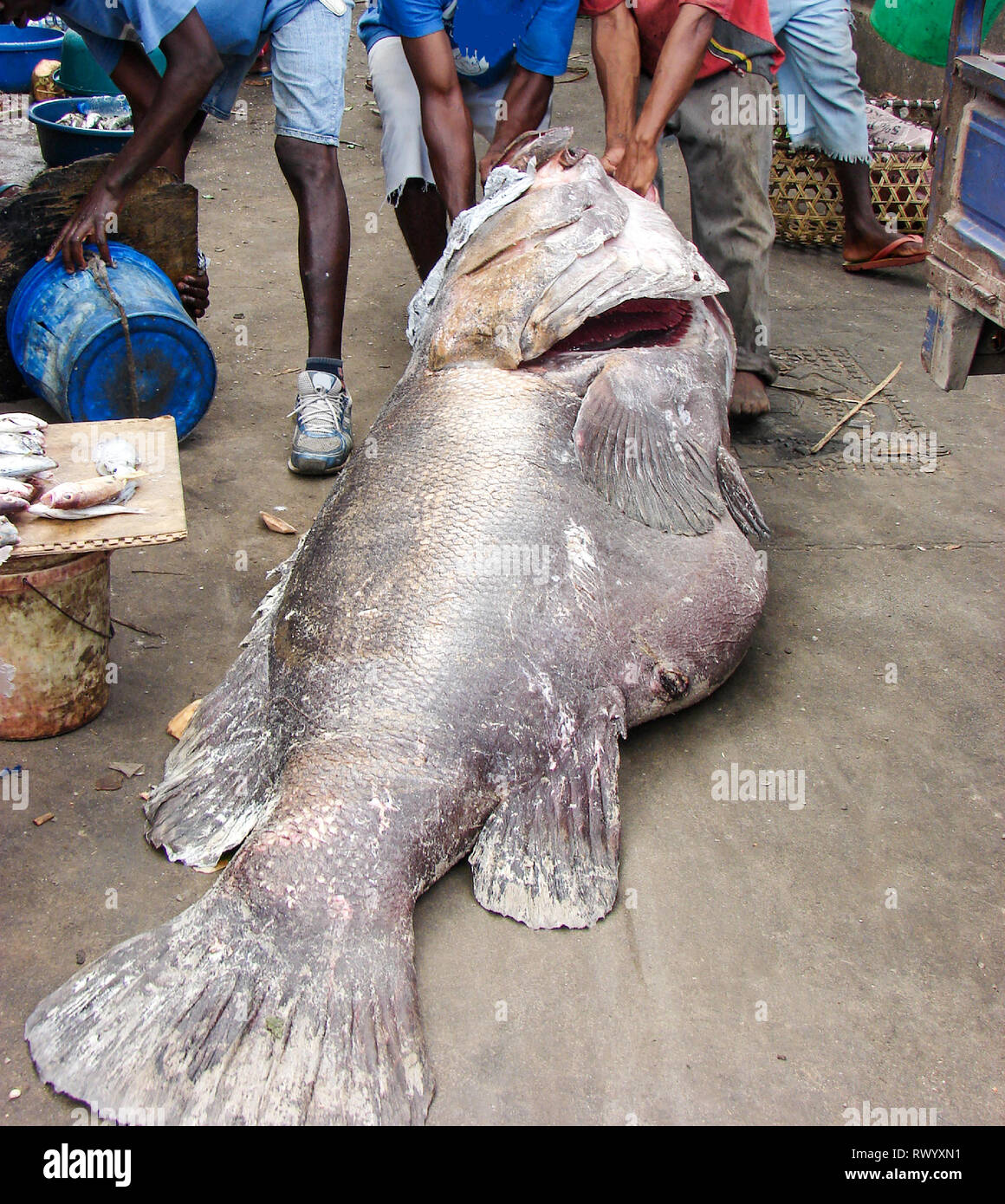 record nile perch