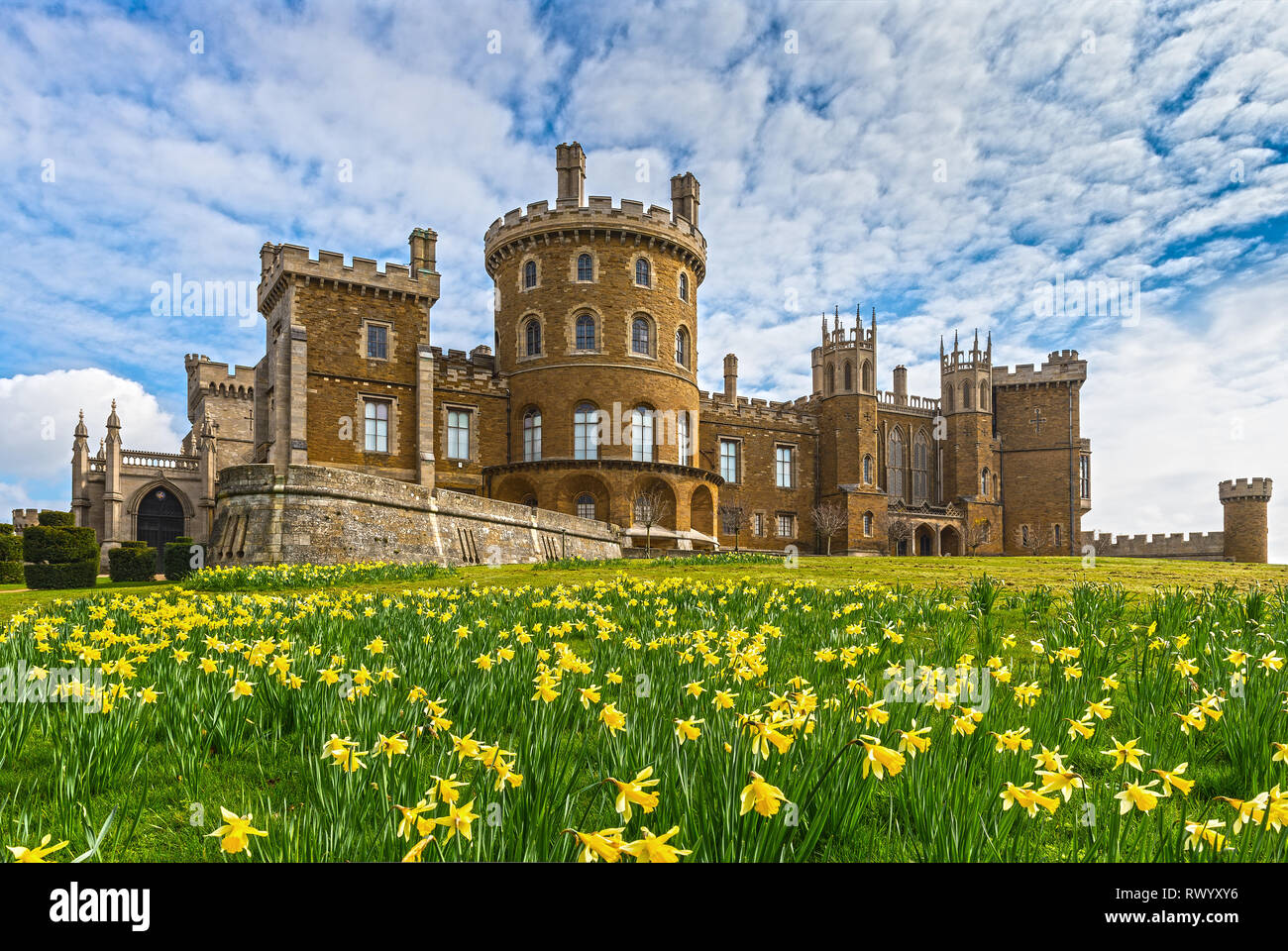 Belvoir Castle Daffodils Stock Photo