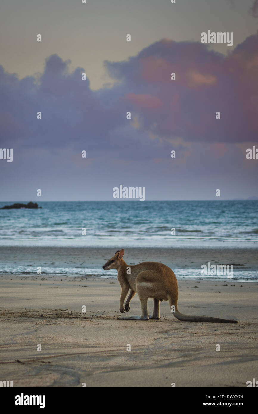 Kangaroo at the beach Stock Photo