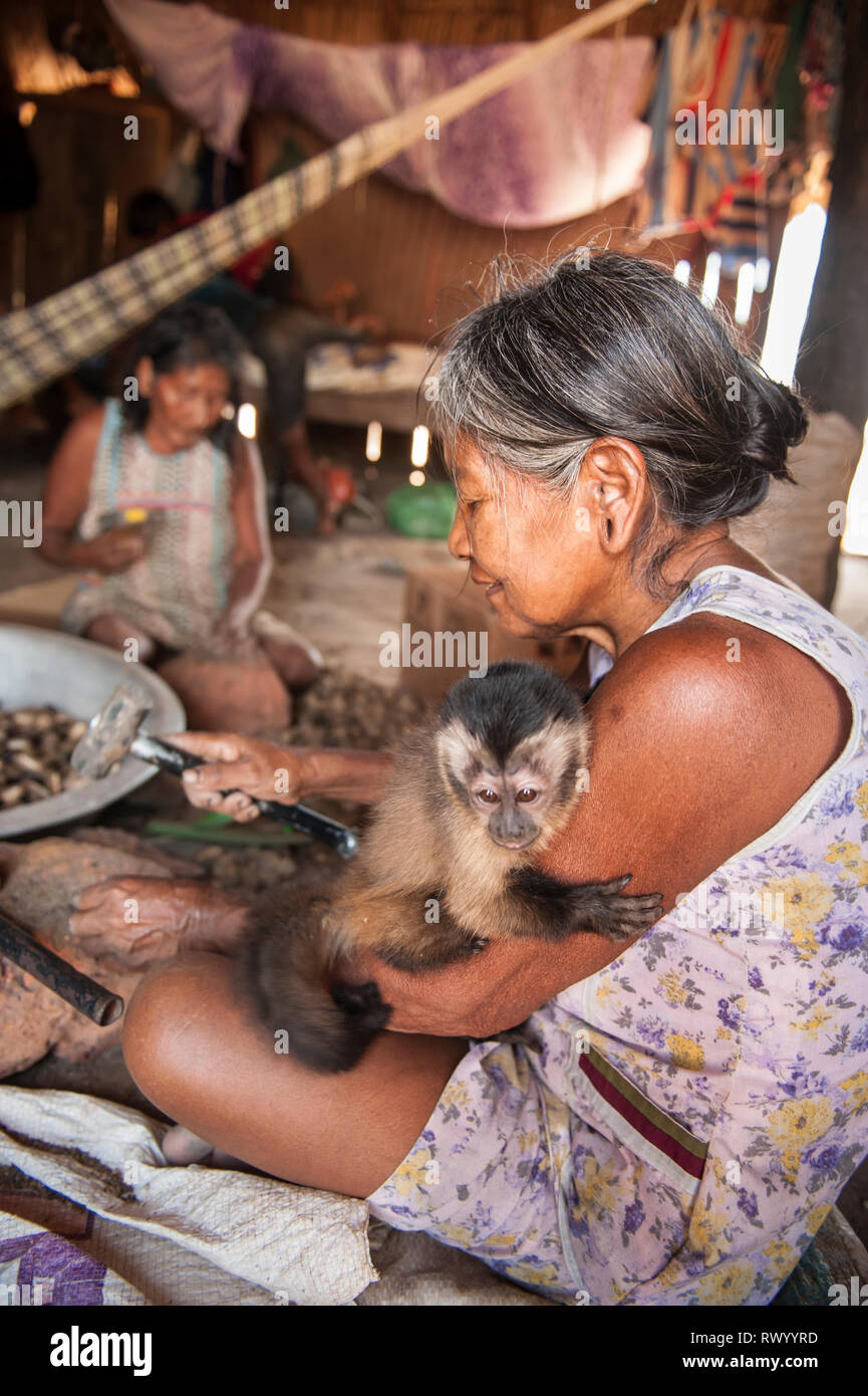 Piaraçu village (Aldeia Piaraçu), Mato Grosso State, Brazil. A Kayapo woman breaks open cumaru (Dipterix odorata, Tonka beans) nuts with a hammer and  Stock Photo