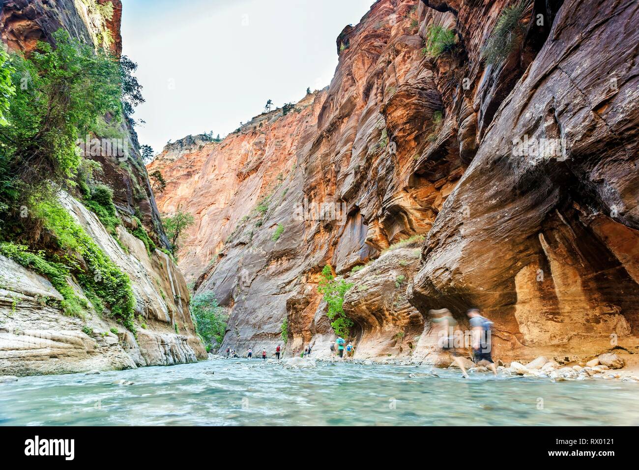 Hikers walking in the canyon filled with water, Zion National Park, Utah, USA Stock Photo