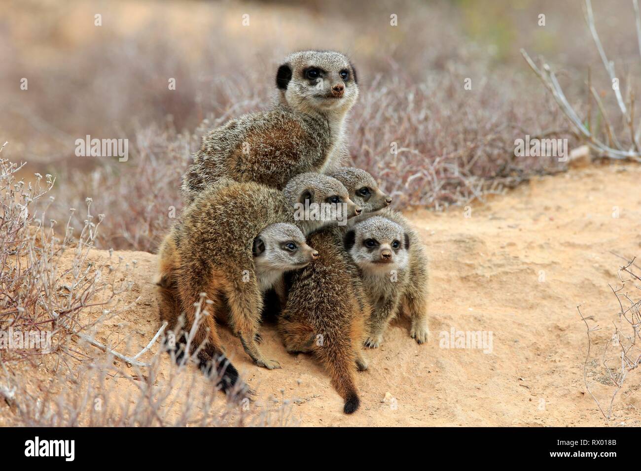 Meerkats (Suricata suricatta), adult with young animals, Oudtshoorn, Western Cape, South Africa Stock Photo