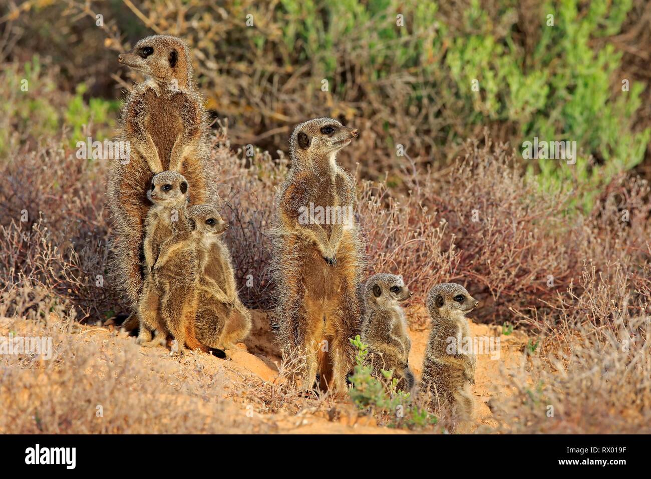 Meerkats (Suricata suricatta), adult with young animals, Oudtshoorn, West Cape, South Africa Stock Photo