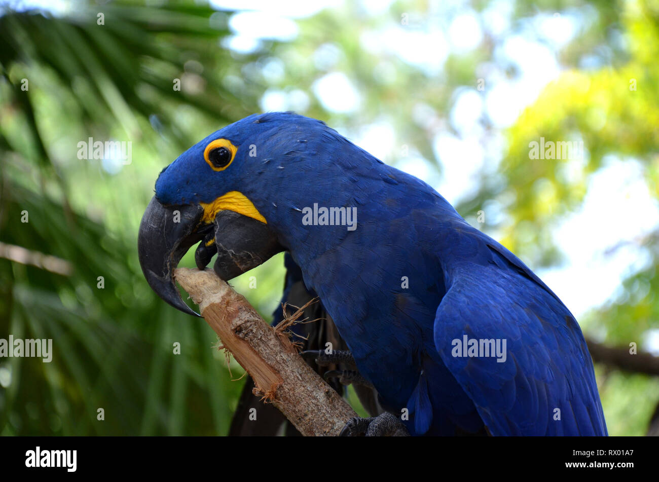 Blue Hyazinth Ara South America endangered species Stock Photo Alamy