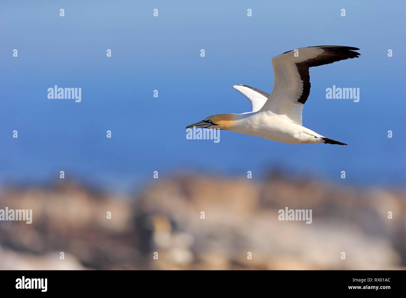 Cape Gannet (Morus capensis), adult flying, Lamberts Bay, Western Cape, South Africa Stock Photo