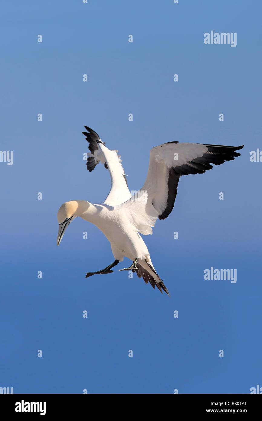 Cape Gannet (Morus capensis), adult flying, approach, Lamberts Bay, Western Cape, South Africa Stock Photo