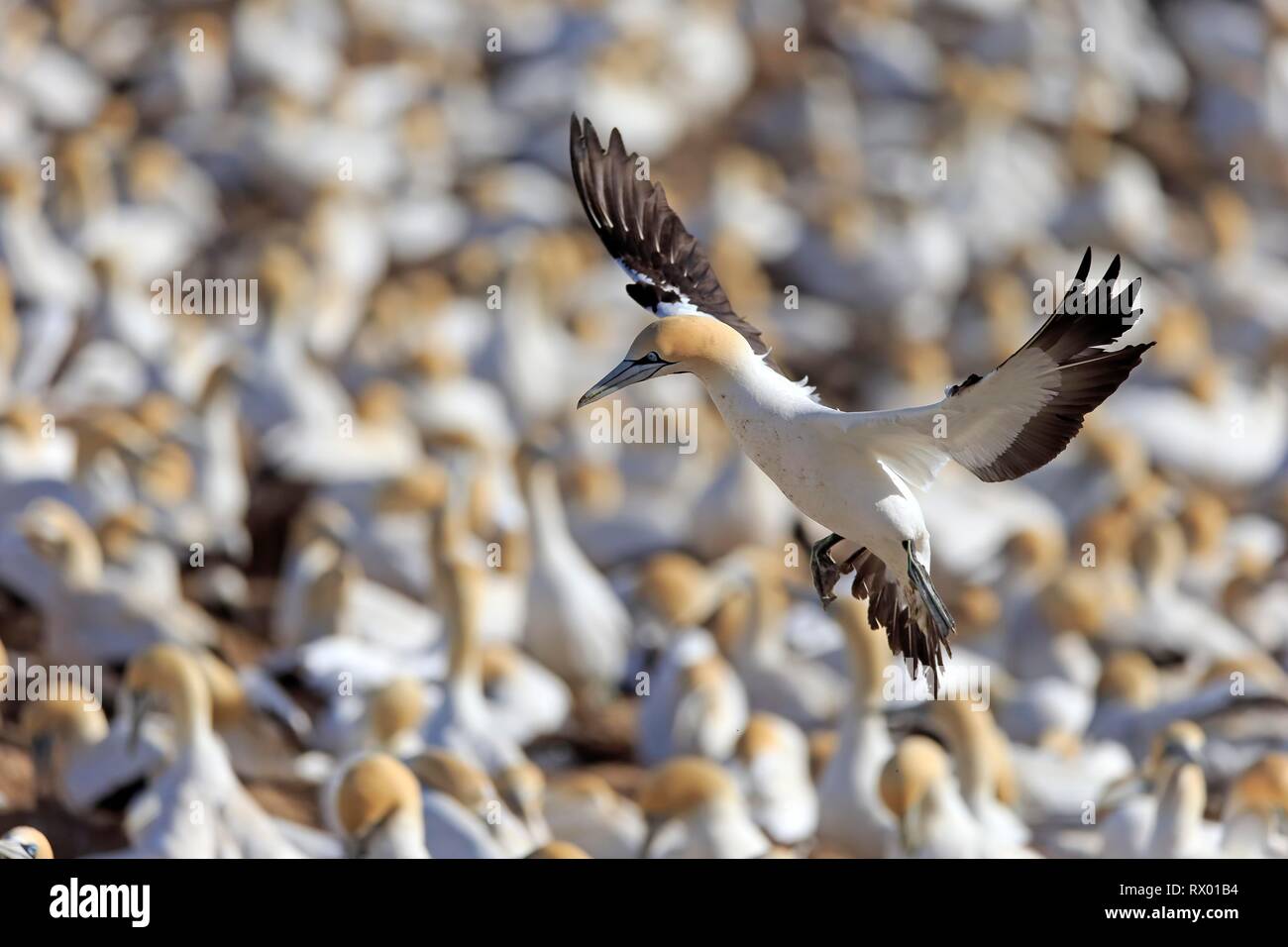 Cape Gannet (Morus capensis), adult flying, approach over bird colony, Lamberts Bay, Western Cape, South Africa Stock Photo