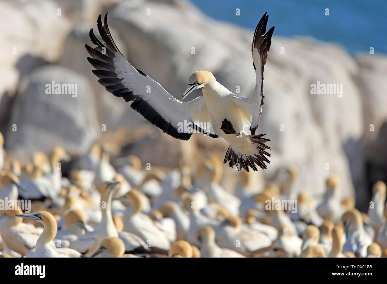 Cape Gannet (Morus capensis), adult flying, approach over bird colony, Lamberts Bay, Western Cape, South Africa Stock Photo
