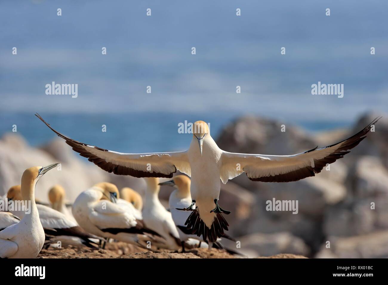 Cape Gannet (Morus capensis), adult lands in bird colony, Lamberts Bay, Western Cape, South Africa Stock Photo