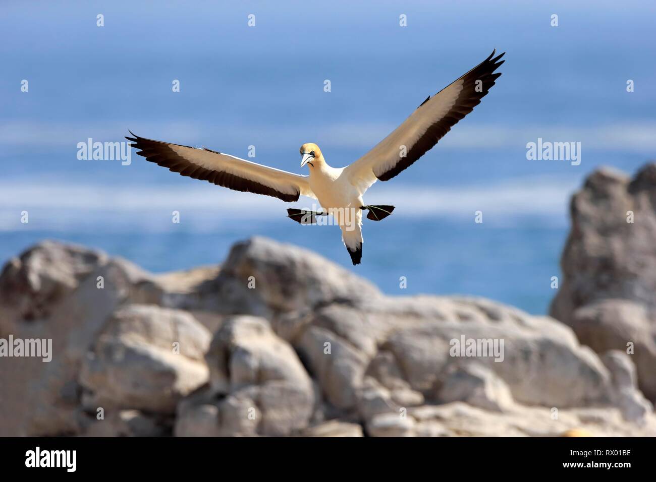 Cape Gannet (Morus capensis), adult flying, approaching, Lamberts Bay, Western Cape, South Africa Stock Photo