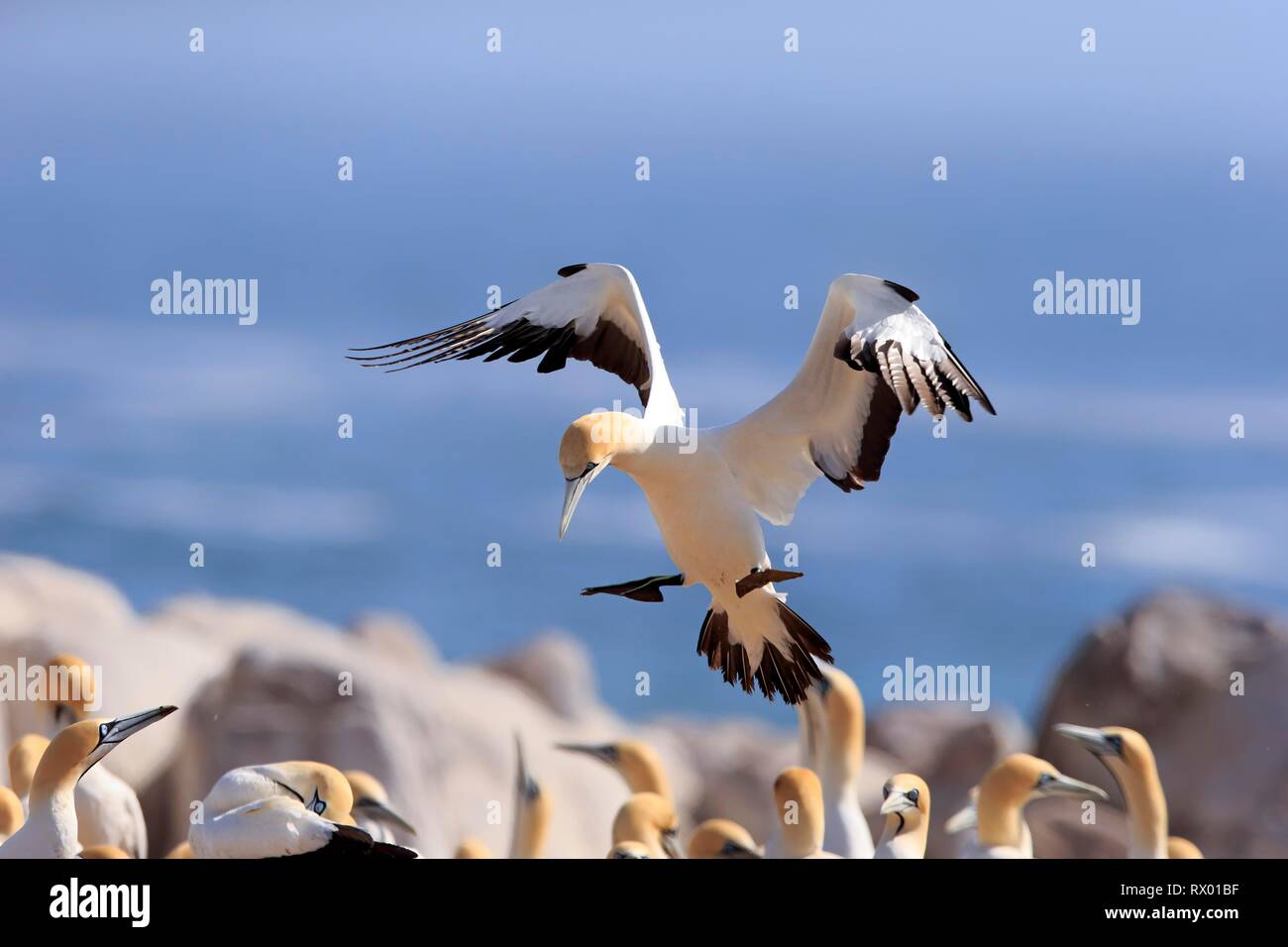 Cape Gannet (Morus capensis), adult flying, landing approach over bird colony, Lamberts Bay, Western Cape, South Africa Stock Photo