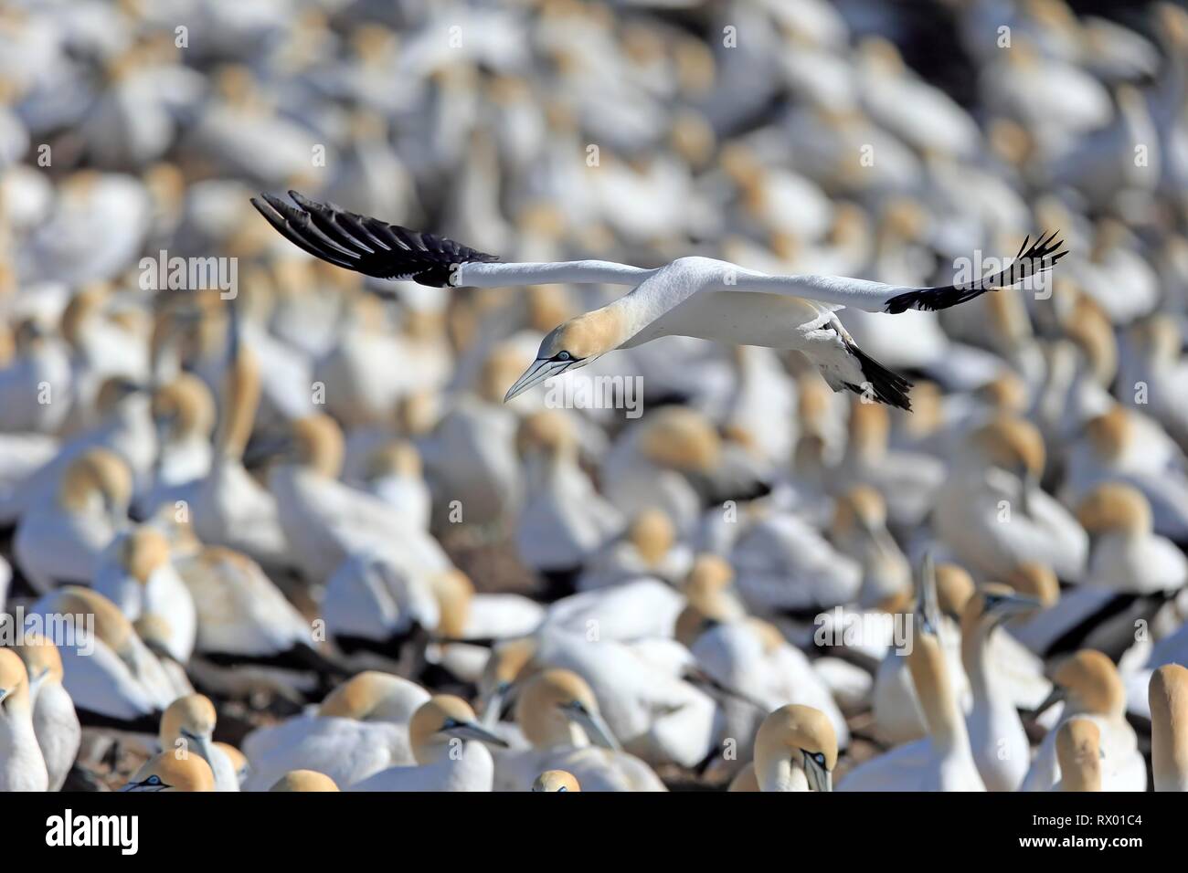 Cape Gannet (Morus capensis), adult flying, flight over bird colony, Lamberts Bay, Western Cape, South Africa Stock Photo