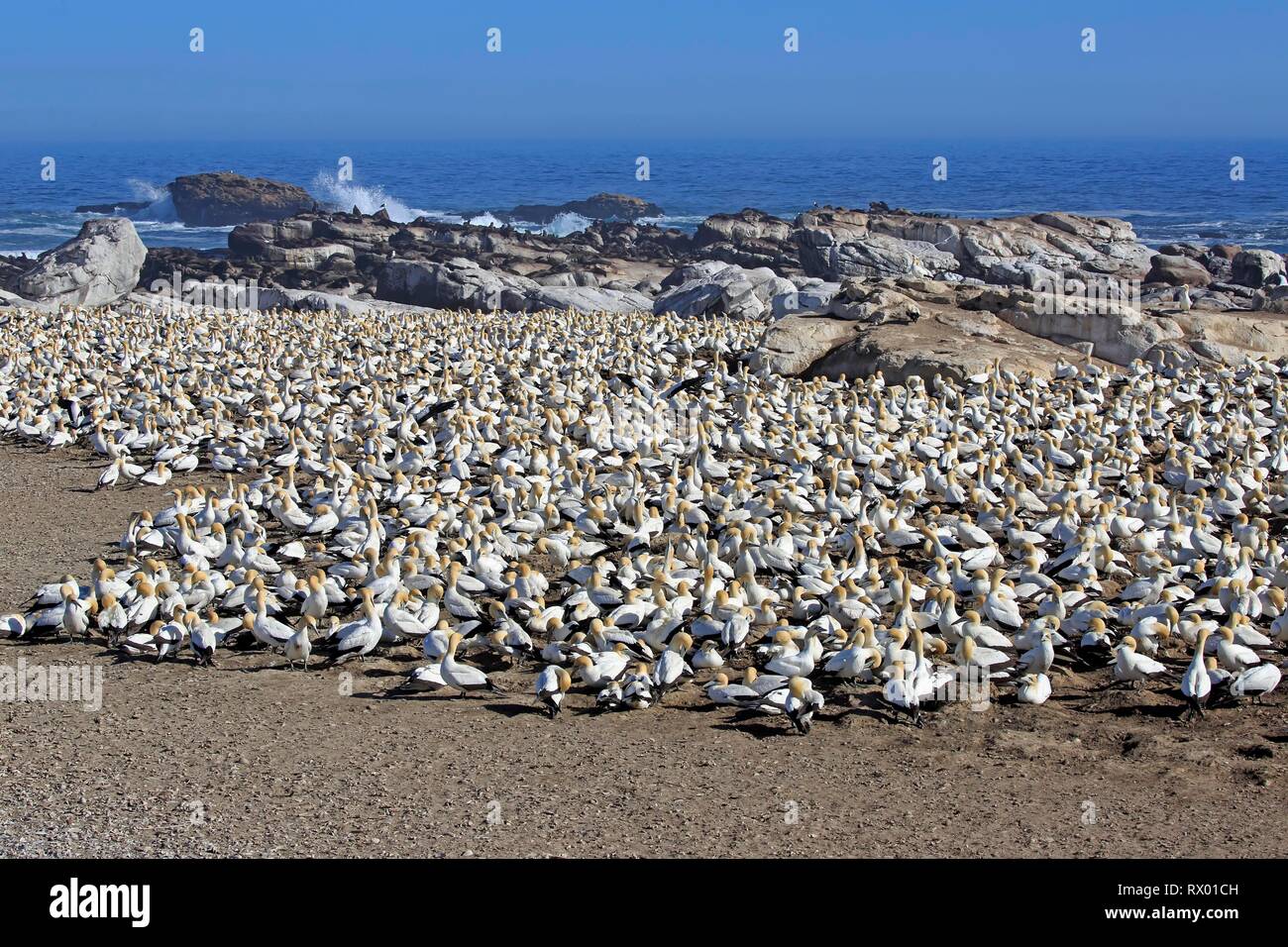Cape Gannet (Morus capensis), bird colony on the coast, Lamberts Bay, Western Cape, South Africa Stock Photo