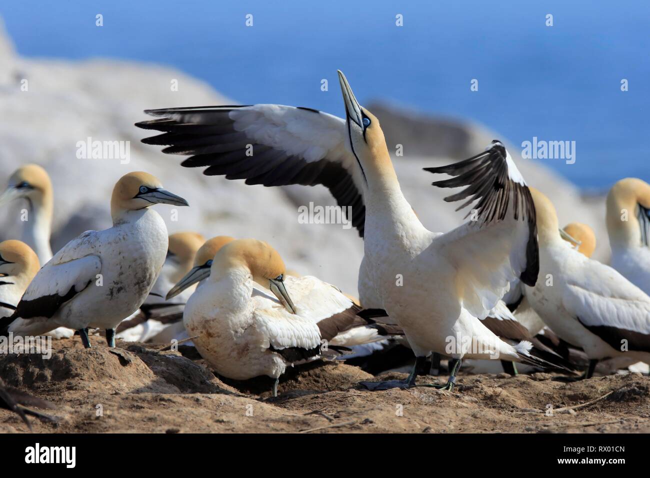 Cape Gannet (Morus capensis), adult in bird colony, spread wings, mating season, Lamberts Bay, Western Cape, South Africa Stock Photo