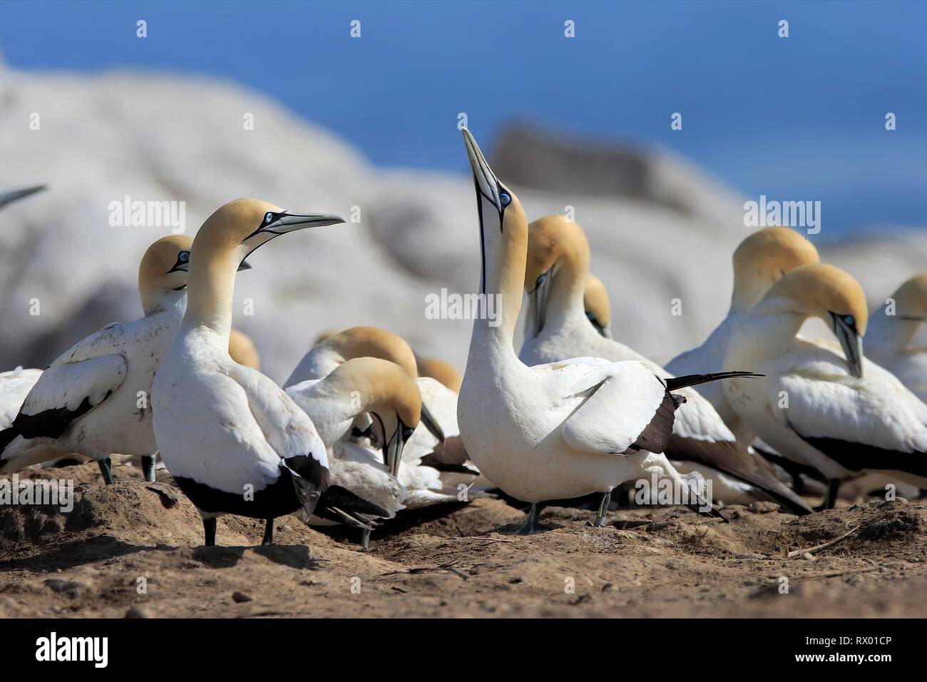 Cape Gannet (Morus capensis), adult in bird colony, mating season, Lamberts Bay, Western Cape, South Africa Stock Photo