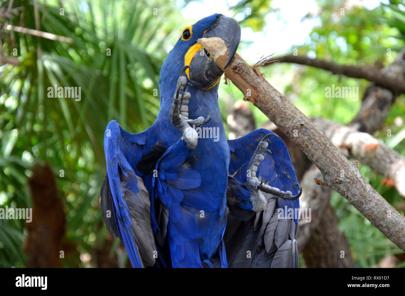 Blue Hyazinth Ara South America endangered species Stock Photo Alamy