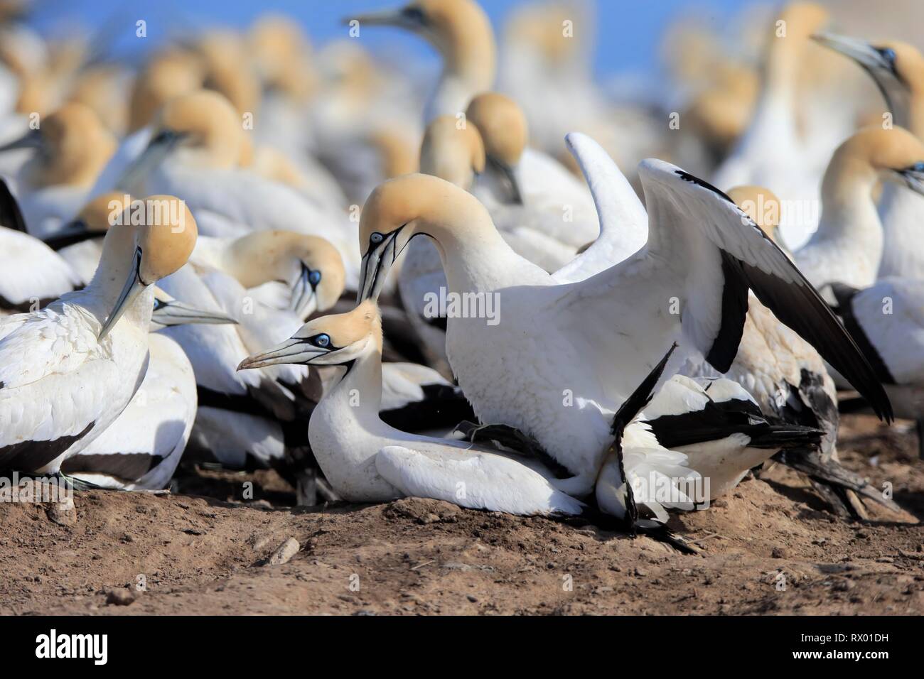 Cape Gannet (Morus capensis), pair mating in bird colony, social behaviour, Lamberts Bay, Western Cape, South Africa Stock Photo