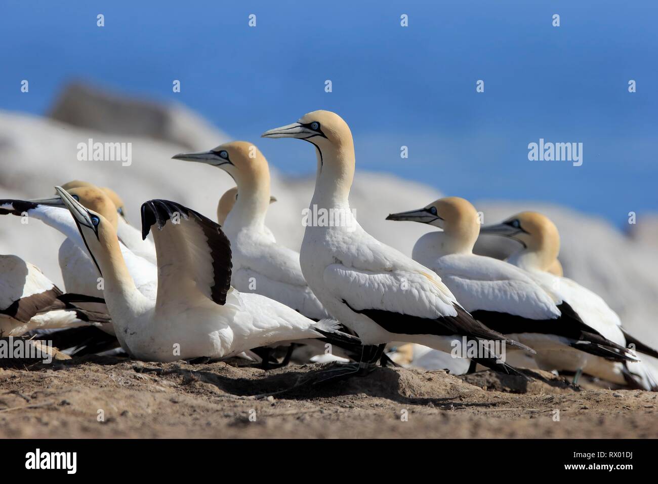 Cape Gannet (Morus capensis), mating season, bird colony, Lamberts Bay, Western Cape, South Africa Stock Photo