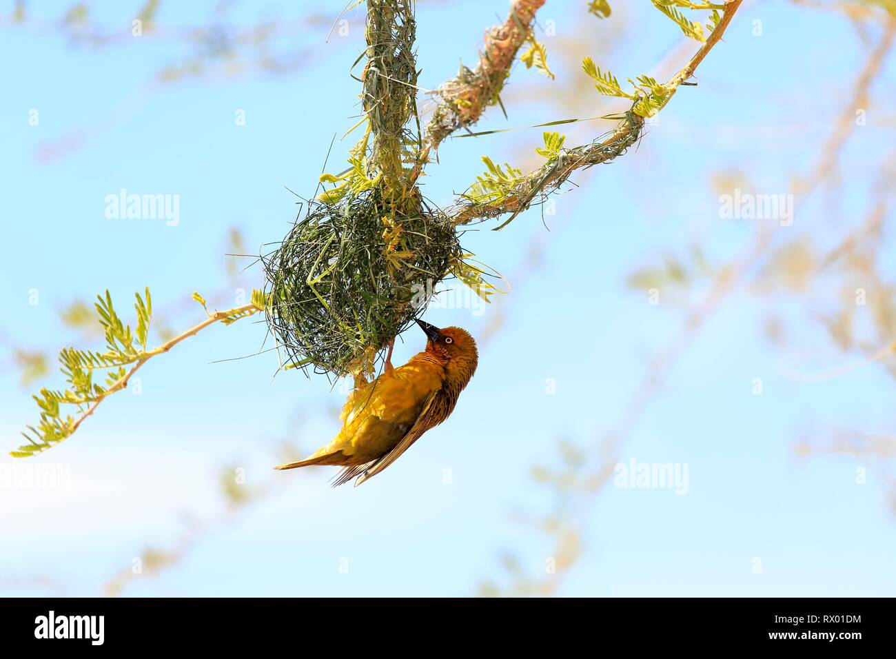 Cape Weaver (Ploceus capensis), adult male, hangs on nest during nest building, Little Karoo, Western Cape, South Africa Stock Photo